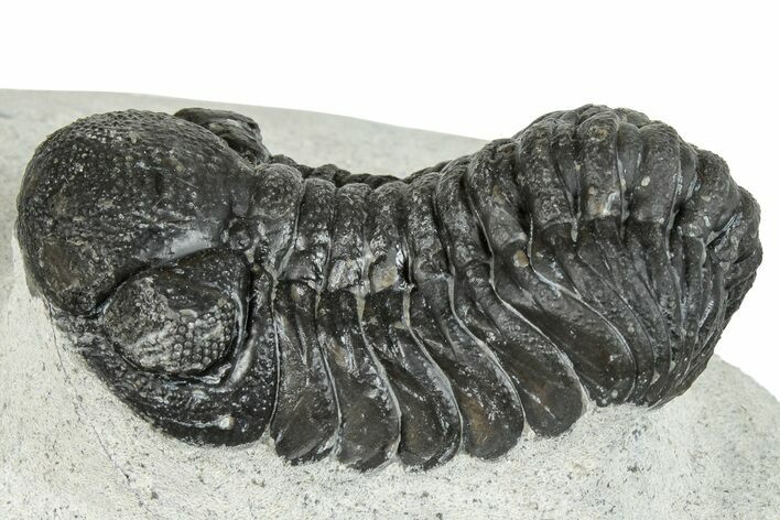 Bargain, Austerops Trilobite - Ofaten, Morocco #287586